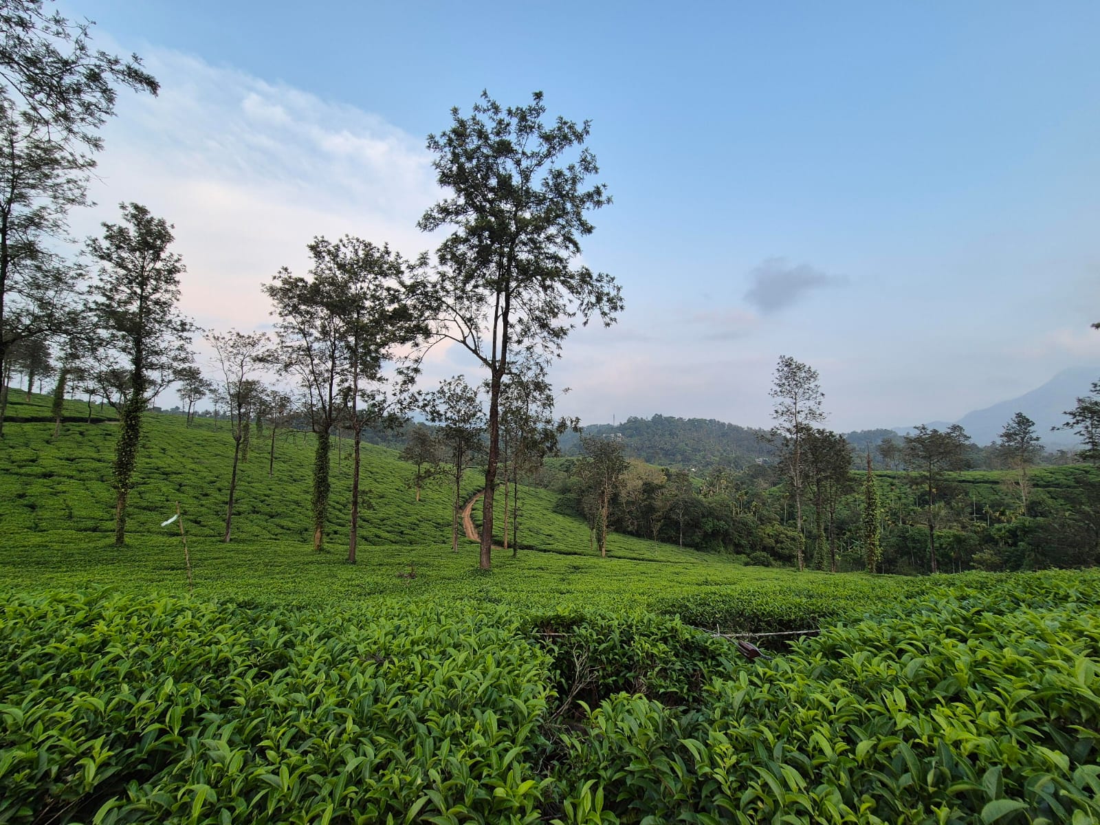 Wayanad Trip Packages | Expert Travel Agency in Kerala
